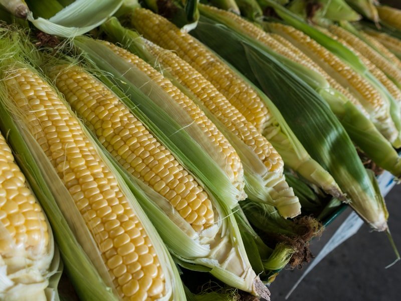 Corn Gluten Feed