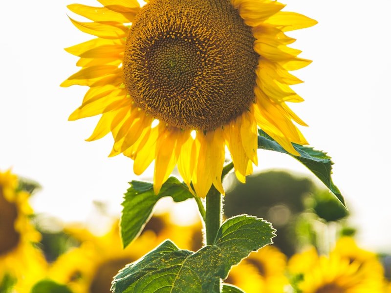 Sunflower Meal